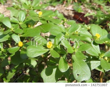 Flower of Portulaca oleracea Flower of Portulaca oleracea 142751007