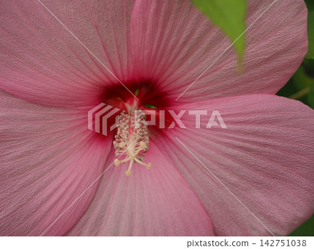 鮮豔的粉紅色泰坦芙蓉 鮮豔的粉紅色泰坦芙蓉 142751038