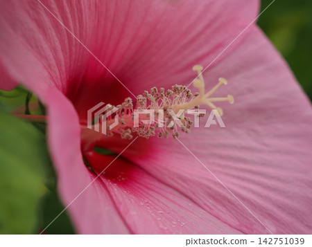 Vibrant pink Titan hibiscus Vibrant pink Titan hibiscus 142751039