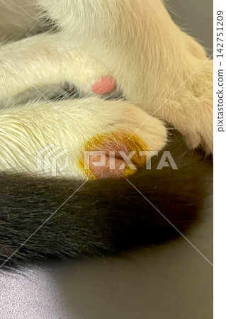 Close-up of a fungal lesion in a cat's paw. Typical circular lesion of ringworm. Close-up of a fungal lesion in a cat's paw. Typical circular lesion of ringworm. 142751209