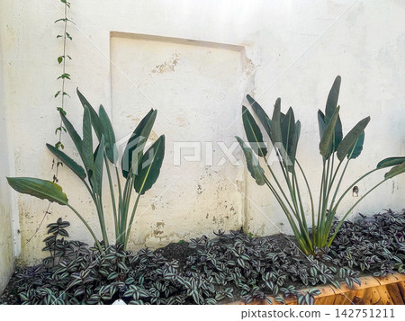 Green healthy decorative plant on white old stucco wall 142751211