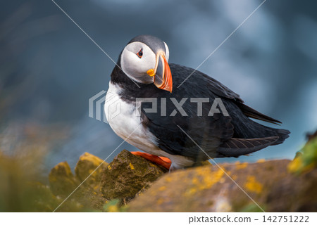 Single Atlantic puffin in Iceland Single Atlantic puffin in Iceland 142751222