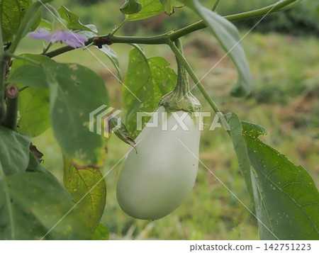 接近收穫的茄子 接近收穫的茄子 142751223