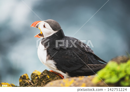 Single Atlantic puffin in Iceland Single Atlantic puffin in Iceland 142751224