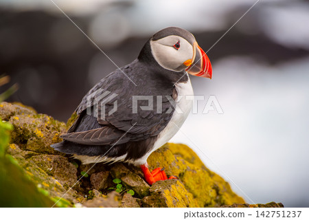 Single Atlantic puffin in Iceland Single Atlantic puffin in Iceland 142751237