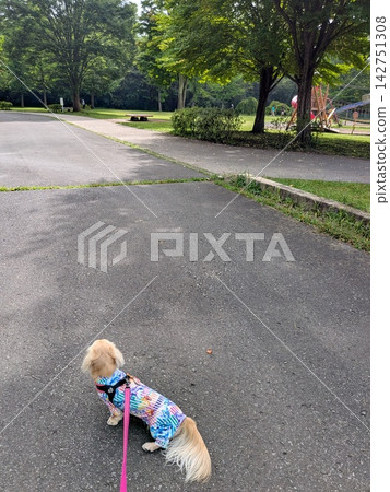 落葉路 落葉路 142751308
