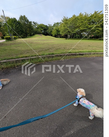 落葉路 142751309