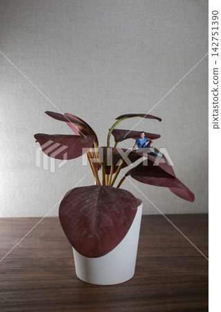 Miniature Man Figure Relaxing On Large Red Leaf Miniature Man Figure Relaxing On Large Red Leaf 142751390