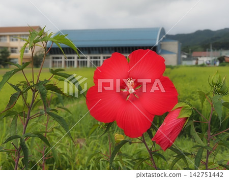 Red Titan Hibiscus flowers blooming in the rural landscape Red Titan Hibiscus flowers blooming in the rural landscape 142751442