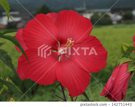 Red Titan Hibiscus flowers blooming in the rural landscape Red Titan Hibiscus flowers blooming in the rural landscape 142751443