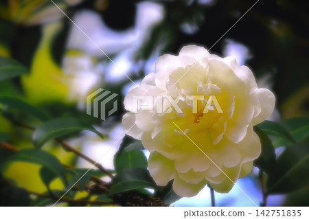 A refreshing single white camellia flower A refreshing single white camellia flower 142751835