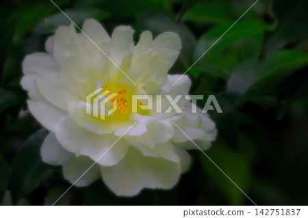 美麗的重瓣白山茶花 美麗的重瓣白山茶花 142751837