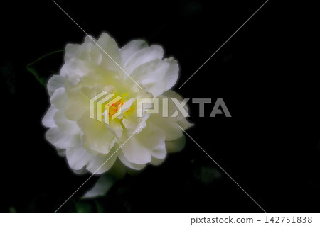 一朵潔白的山茶花在黑色背景下格外醒目。 142751838