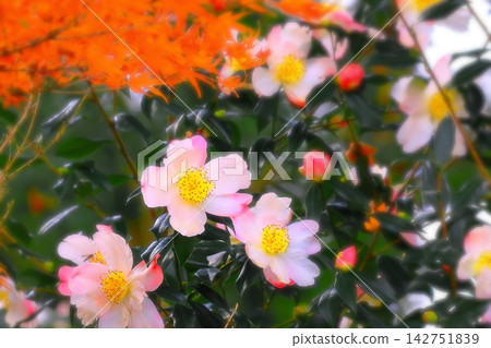山茶花和秋葉 山茶花和秋葉 142751839