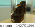Shark egg 142751899