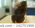 Shark egg 142751900