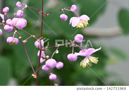 日本月桂樹是日本山區特有的樹種，以其美麗的粉紅花瓣狀萼片和花蕾而聞名。 142751969