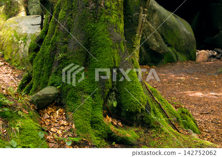 A detailed view of an ancient tree's base, heavily adorned with vibrant green moss, set within a tranquil woodland environment A detailed view of an ancient tree's base, heavily adorned with vibrant green moss, set within a tranquil woodland environment 142752062