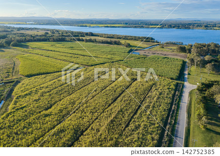 Aerial view of a green sugar cane field at Palmers Island near Yamba, with the Clarence River and surrounding rural landscape visible in the background. Aerial view of a green sugar cane field at Palmers Island near Yamba, with the Clarence River and surrounding rural landscape visible in the background. 142752385