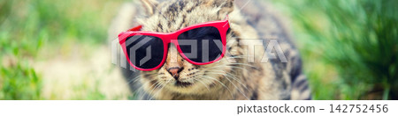 Portrait of cat wearing sunglasses sitting in a grass Portrait of cat wearing sunglasses sitting in a grass 142752456