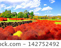 A refreshing blue sky and vibrant autumn leaves of kochia plants. 142752492