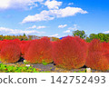 Kochia plants with their autumn foliage signaling the arrival of autumn. 142752493