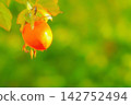 Fruitful autumn 142752494