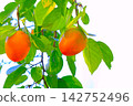 Fruitful autumn 142752496