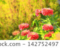 Beautiful clusters of zinnias 142752497