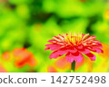 Red zinnias that herald the arrival of autumn 142752498
