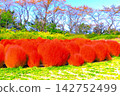A refreshing blue sky and vibrant autumn leaves of kochia plants. 142752499