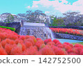 A refreshing blue sky and vibrant autumn leaves of kochia plants. 142752500