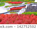 Autumn foliage of clusters of kochia plants 142752502
