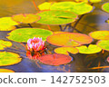 A refreshing pink water lily bathed in bright sunlight. 142752503