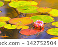 Beautiful pink water lilies reflected on the water's surface 142752504