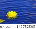 Lemon-yellow water lilies swaying on the gentle waves 142752505