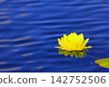 Beautiful lemon-yellow water lilies reflected on the water's surface. 142752506