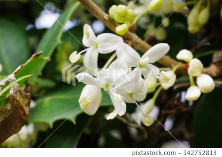 Holly flowers Holly flowers 142752813