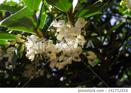 Holly flowers Holly flowers 142752816