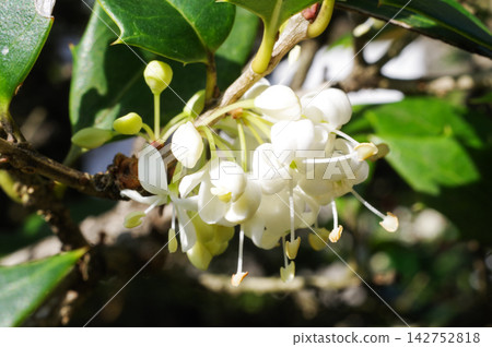Holly flowers Holly flowers 142752818