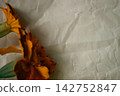 Orange marigold flowers on crumpled parchment paper background with copy space 142752847