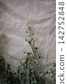 Single dried wormwood sprig on crumpled parchment paper background with copy space 142752848