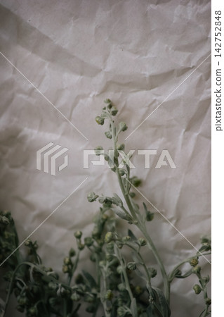 Single dried wormwood sprig on crumpled parchment paper background with copy space Single dried wormwood sprig on crumpled parchment paper background with copy space 142752848