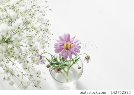 A bright floral landscape adorned with pink marguerites and baby's breath. A bright floral landscape adorned with pink marguerites and baby's breath. 142752883