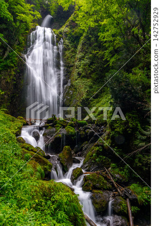 Kaiko Falls in Dakigaeri Gorge, Semboku City, Akita Prefecture: A beautiful natural landscape of a waterfall flowing through a lush green forest. Kaiko Falls in Dakigaeri Gorge, Semboku City, Akita Prefecture: A beautiful natural landscape of a waterfall flowing through a lush green forest. 142752929