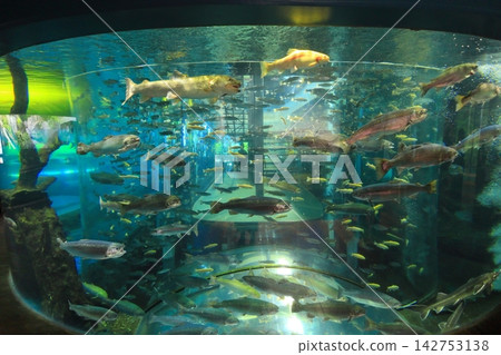 山梨縣富士泉水村水族館:“森林中的水族館” 山梨縣富士泉水村水族館:“森林中的水族館” 142753138