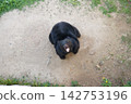 bear 142753196