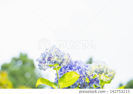 初夏的明媚陽光和繡球花 初夏的明媚陽光和繡球花 142753215