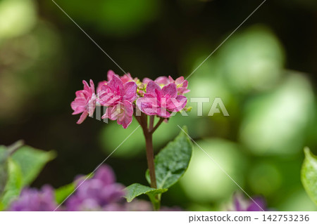 A vibrant pink Tinkerbell A vibrant pink Tinkerbell 142753236