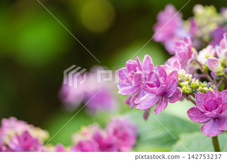 A vibrant pink Tinkerbell A vibrant pink Tinkerbell 142753237